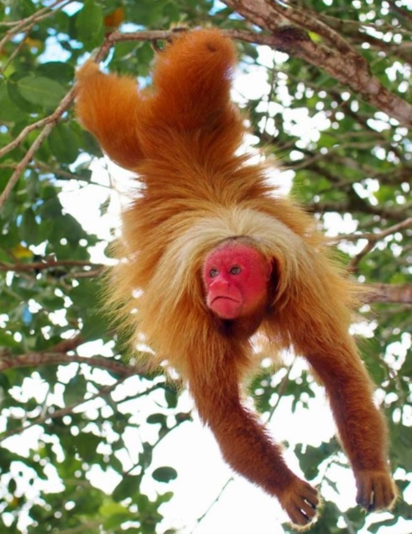 Mono "guapo colorado" (Cacajao calvus), una de las 16 especies registradas hasta el momento (la mayor cantidad de primates de la Amazonía peruana), en el Parque Nacional Sierra del Divisor. Foto: Facebook Parque Nacional Sierra del Divisor/Pronaturaleza
