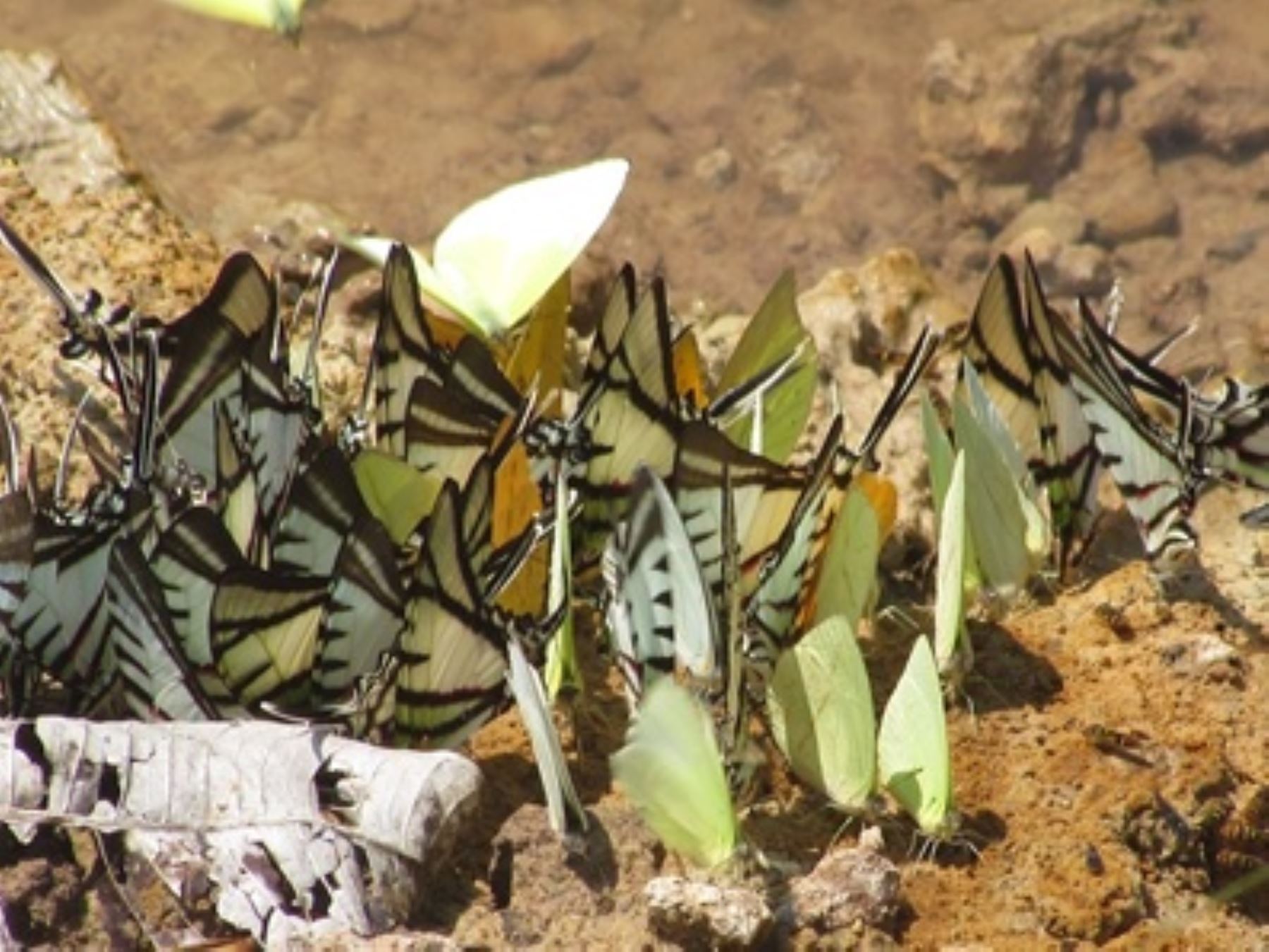 Mariposas registradas en el Parque Nacional Sierra del Divisor. Foto: Sernanp