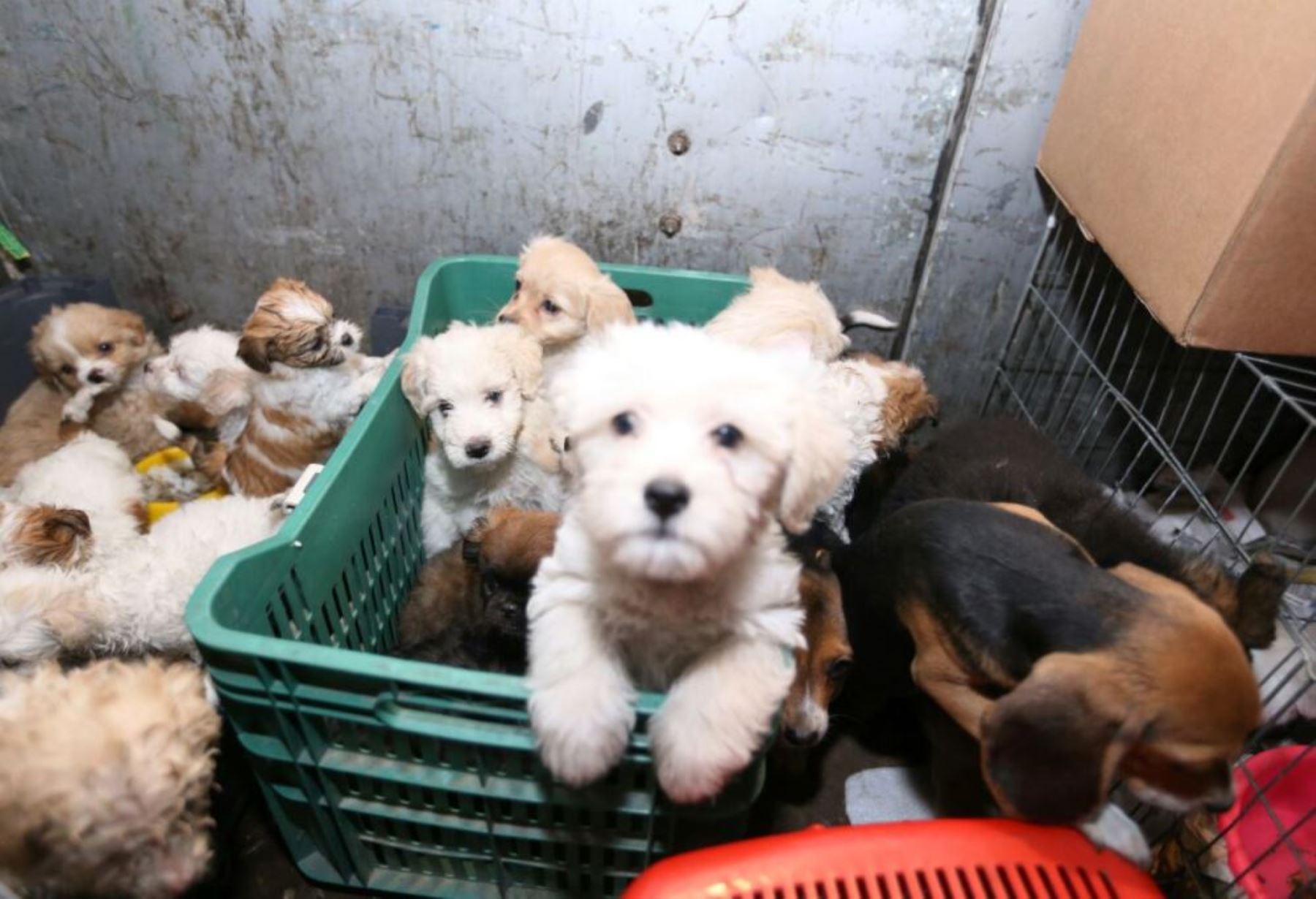 Rescatan a perros que eran vendidos por catálogo de manera ilegal en Lima. Foto: ANDINA/Difusión.