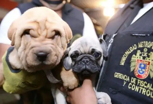 Rescatan a perros que eran vendidos por catálogo de manera ilegal en Lima. Foto: ANDINA/Difusión.