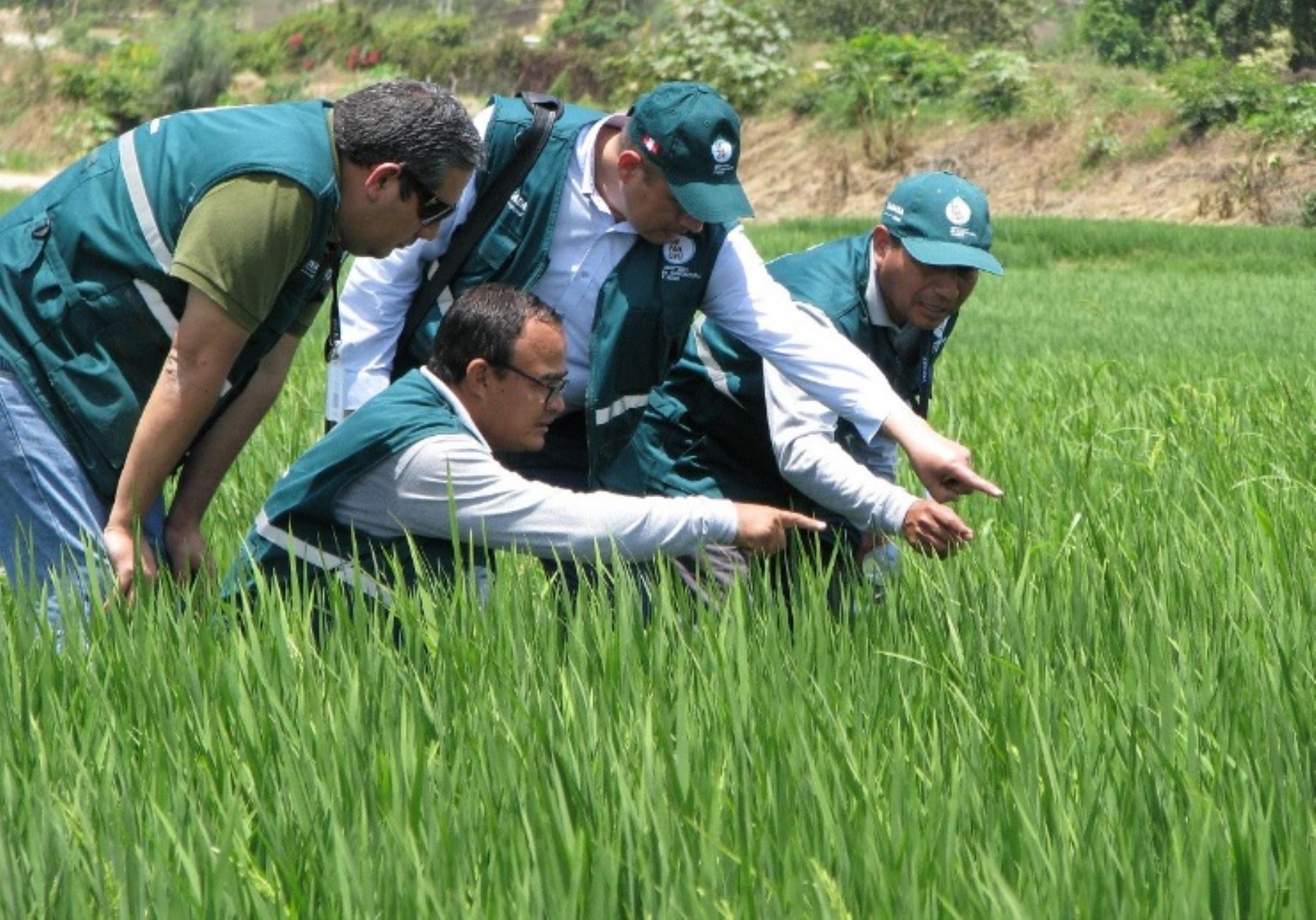 Especialistas del Servicio Nacional de Sanidad Agraria (Senasa), del Ministerio de Agricultura y Riego, verificaron la baja incidencia de la plaga conocida como “añublo bacteriano”, en los campos de arroz de diversos distritos de la región Tumbes.