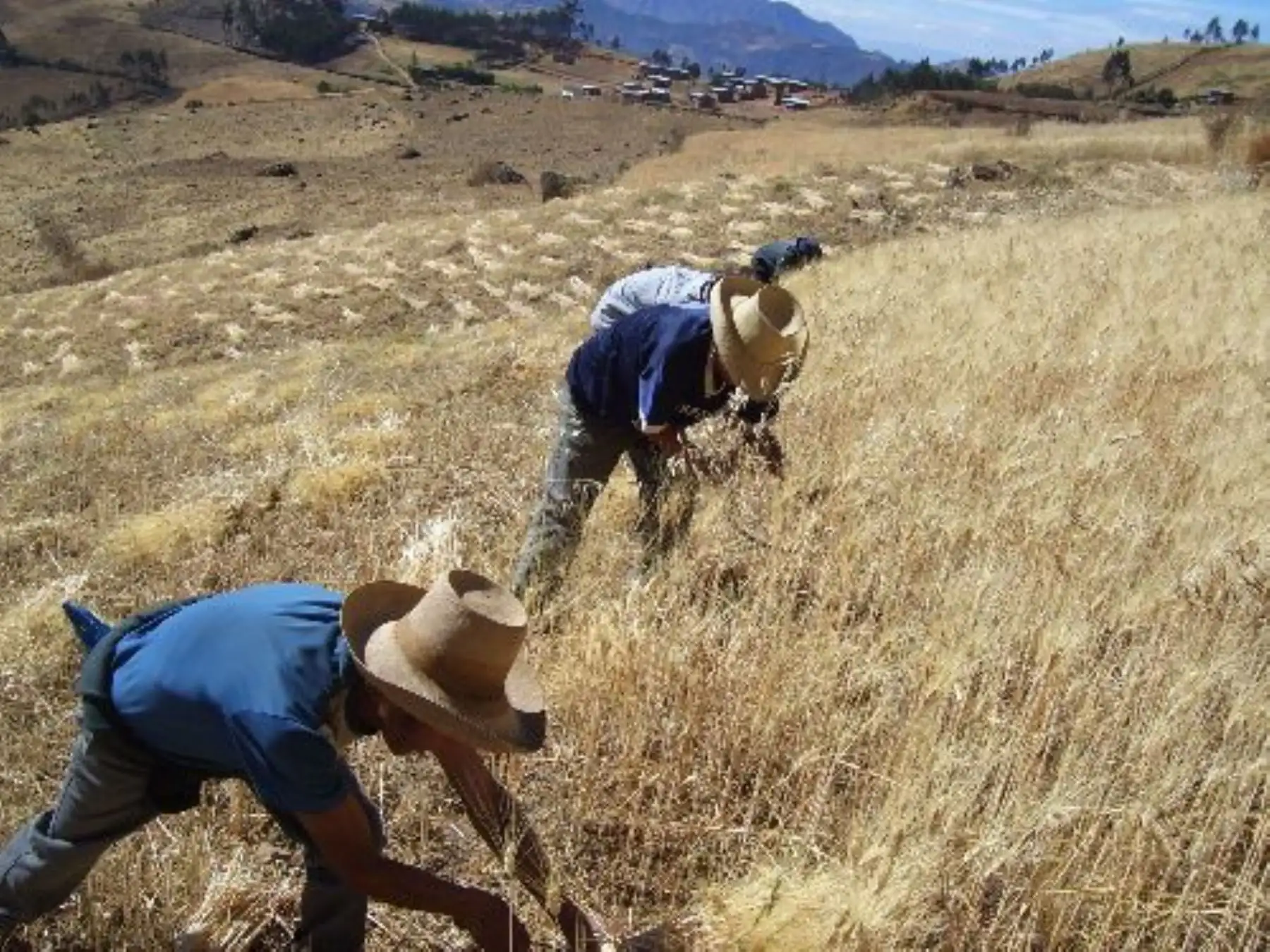 El Minam destacó el aporte de la agricultura familiar en la recuperación y conservación de cultivos nativos. ANDINA/Difusión
