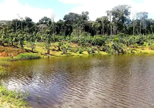 Estudiarán la capacidad de resiliencia y adaptación de los bosques amazónicos al cambio climático.