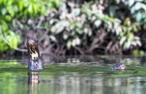 Se incrementa la población de lobos de río en el Parque Nacional Bahuaja Sonene.