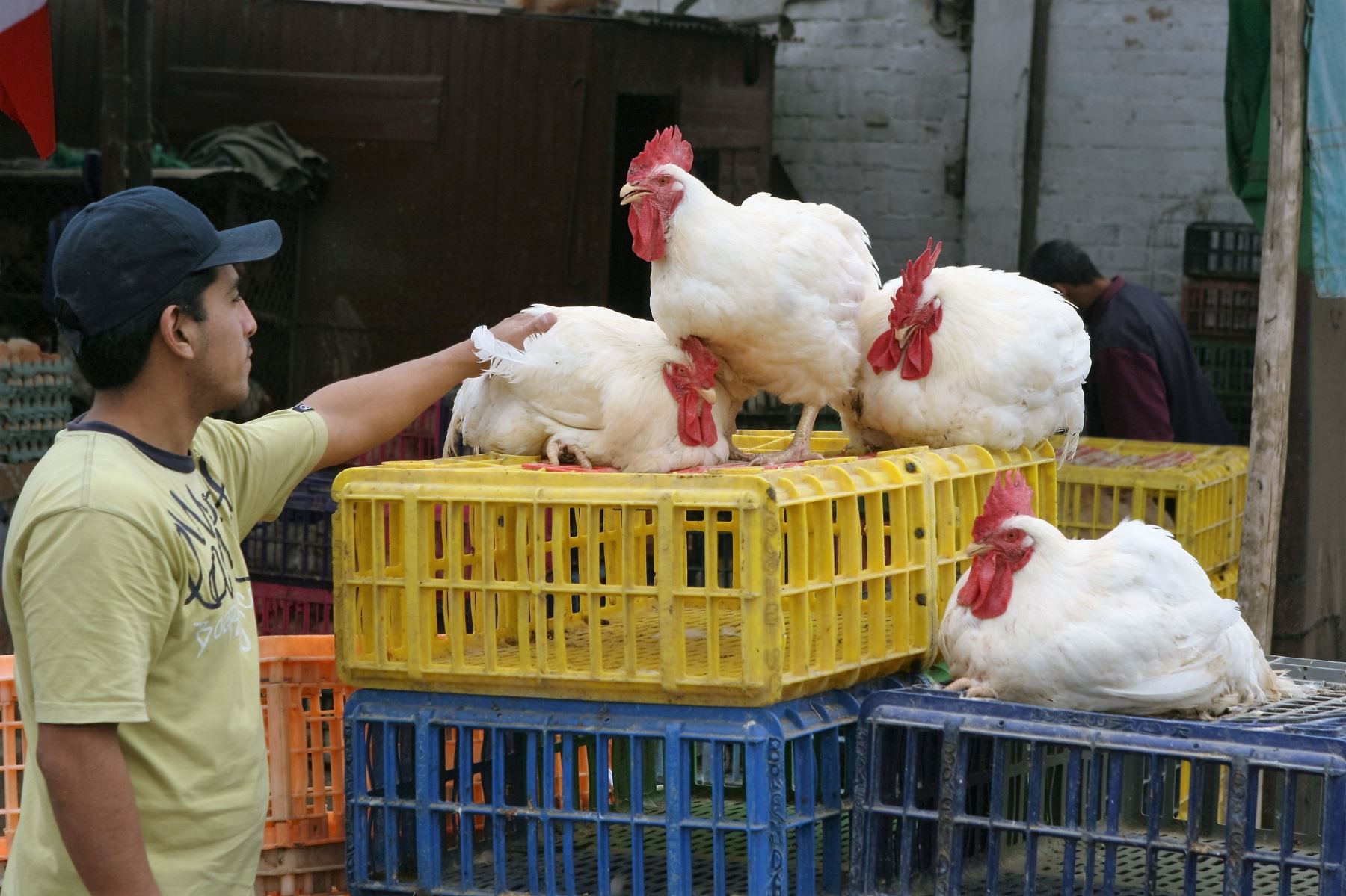 El Servicio Nacional de Sanidad Agraria declaró emergencia en todo el país por gripe aviar. ANDINA/archivo