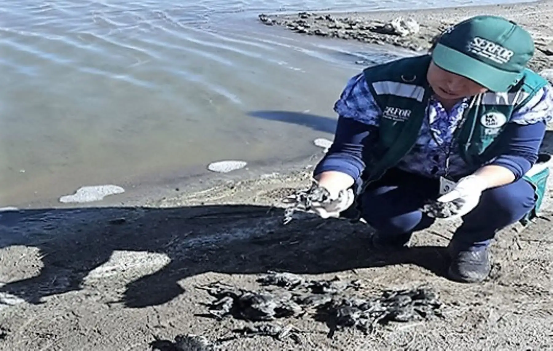 Serfor investiga muerte de más de 10,000 ranas en río Coata, en Puno.