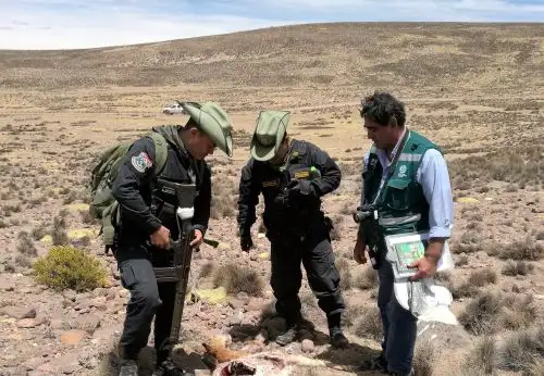 Hallan vicuñas muertas por presuntos cazadores furtivos en Moquegua.