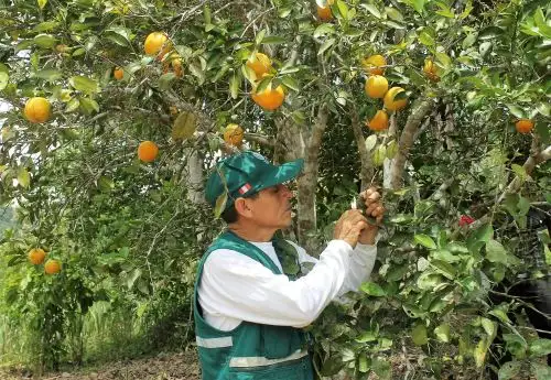 Capacitan a citricultores del Perené, en Chanchamayo, Junín. para prevenir ingreso de plaga HLB. ANDINA
