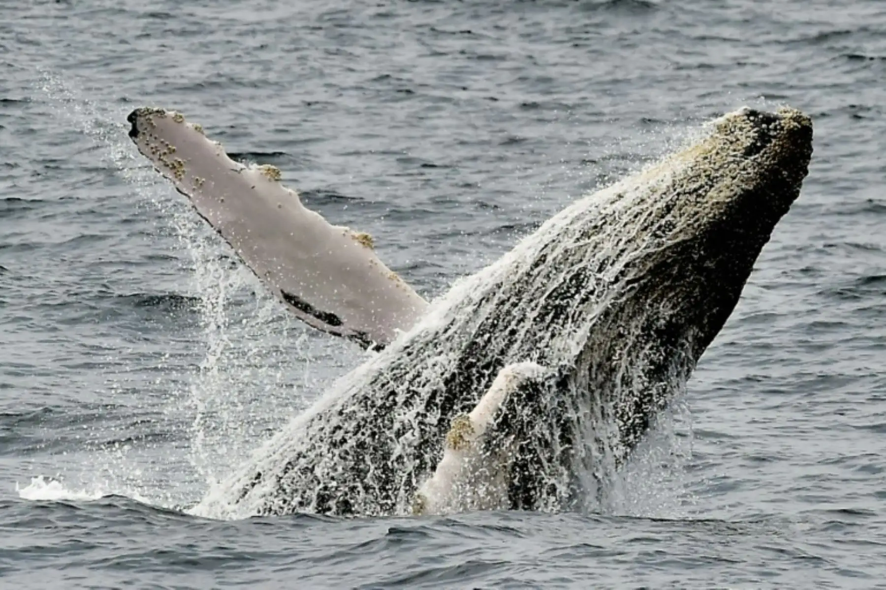 Ballena jorobada, recientemente quitada de la lista de especies en peligro de extinción. AFP