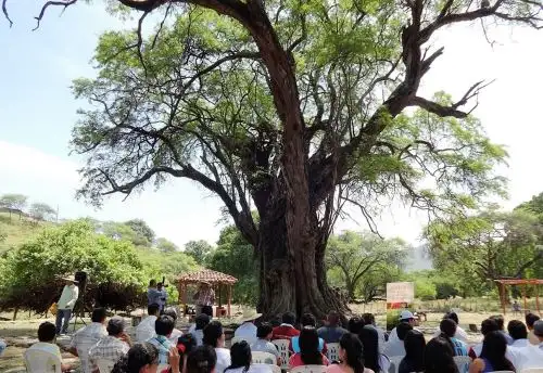 El algarrobo, el árbol emblemático de la costa norte que brinda múltiples beneficios a la población. Foto: ANDINA.