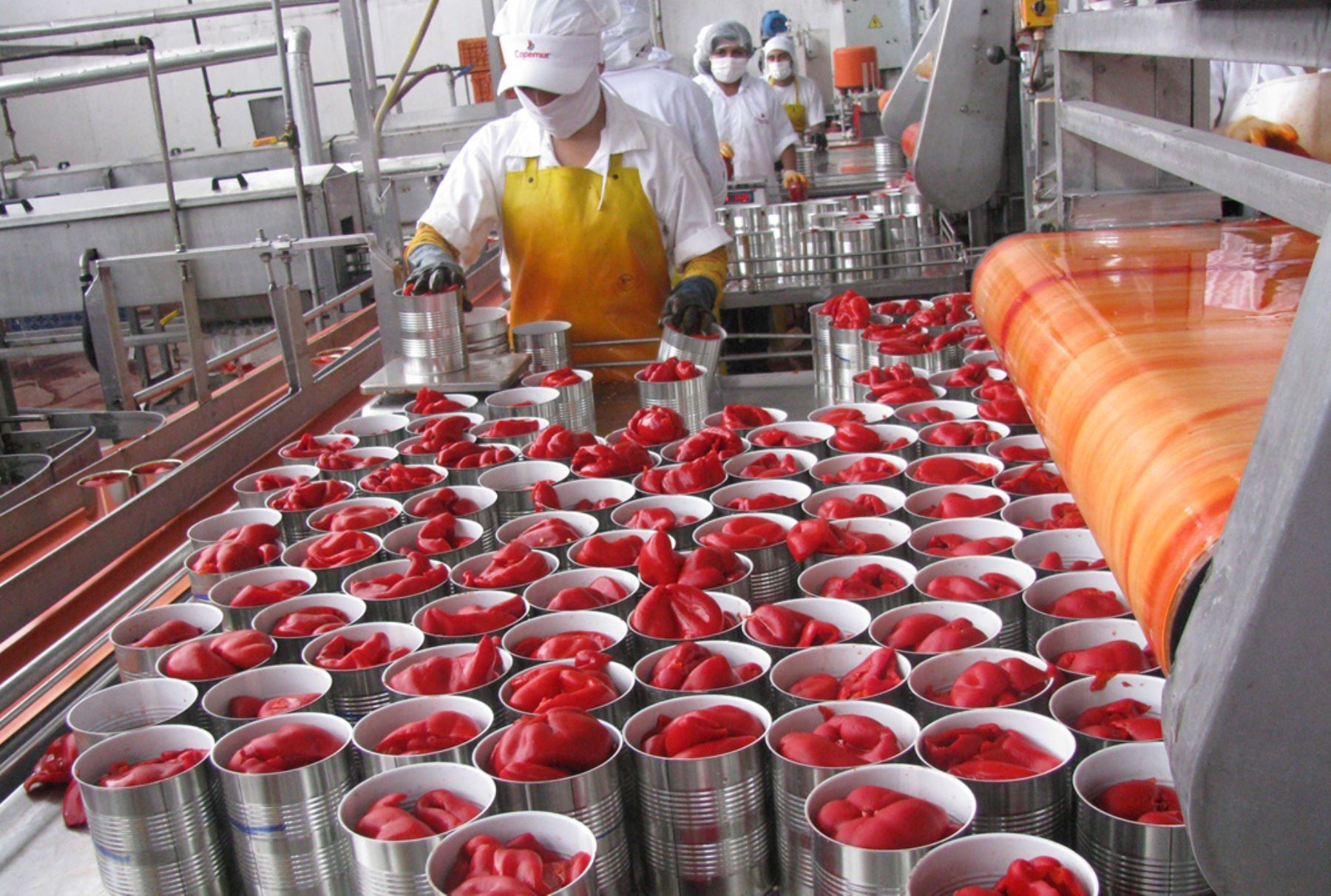 Lambayeque lidera la producción y exportación de capsicum a escala nacional