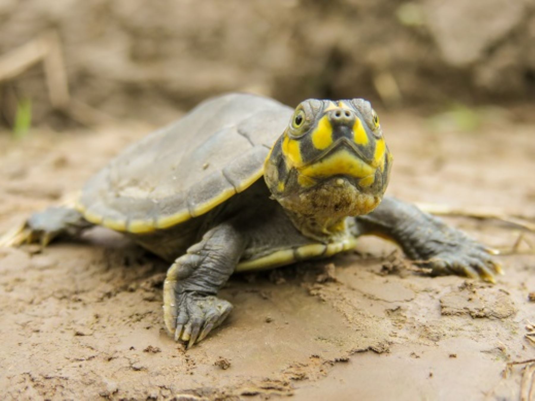 Más de 500,000 tortugas taricayas son liberadas en Pacaya Samiria.