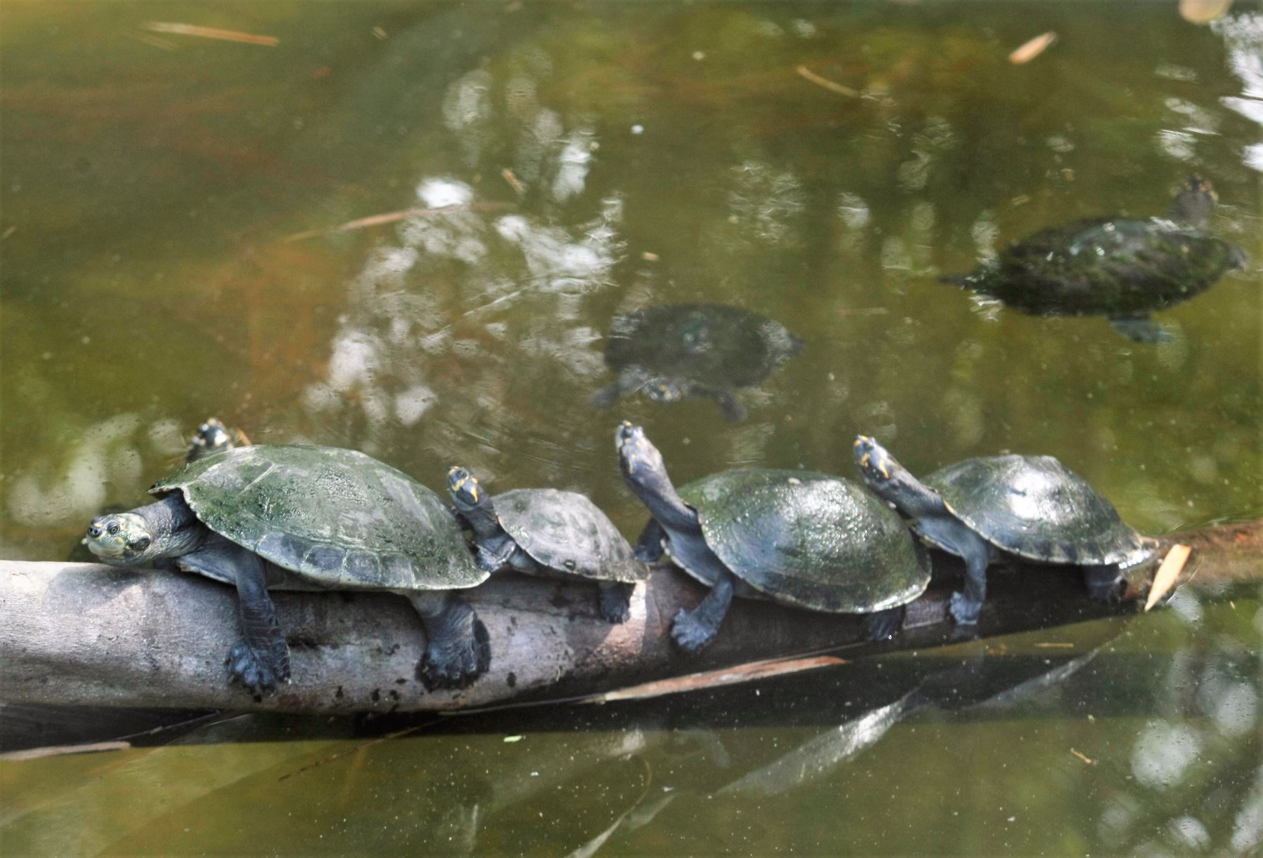Con técnica ayudan al repoblamiento de tortugas charapa en la selva amazónica. ANDINA/archivo