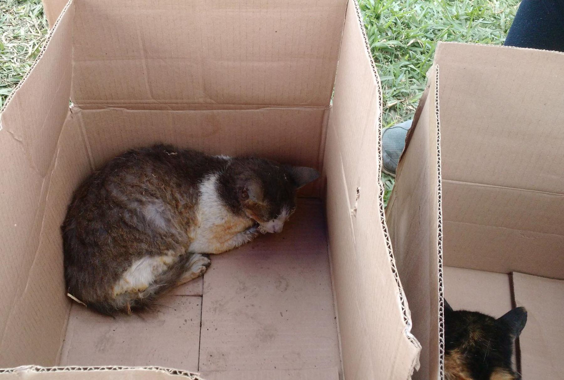 Mascotas sufrieron quemaduras en incendio, pero fueron rescatadas con vida. Foto: Diego Garcia.