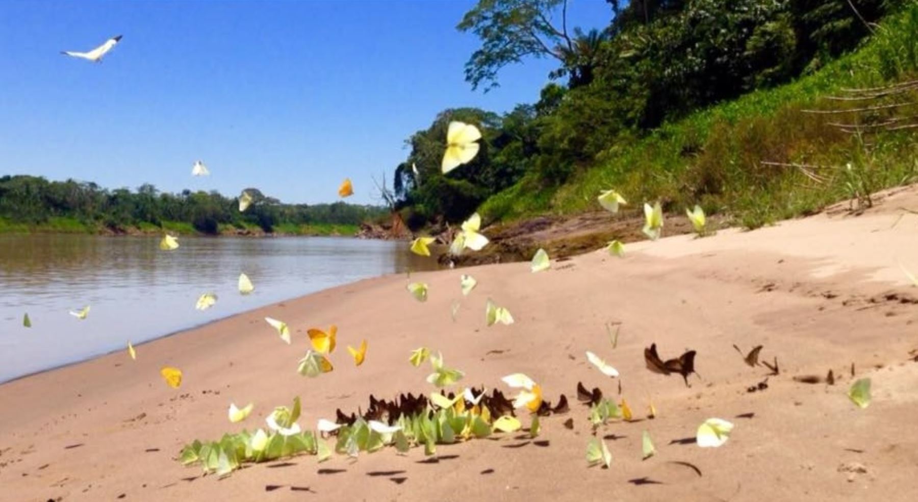 La Reserva Nacional Tambopata, ubicada en la región Madre de Dios, busca conservar la flora, la fauna y los procesos ecológicos de una muestra de la selva húmeda tropical. Foto: Facebook/Jaime Quispe Nina.