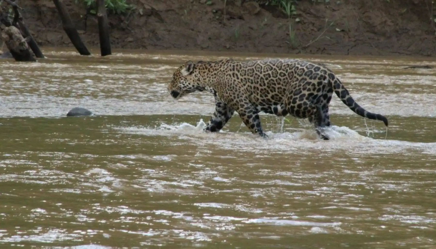 La Reserva Nacional Tambopata, ubicada en la región Madre de Dios, busca conservar la flora, la fauna y los procesos ecológicos de una muestra de la selva húmeda tropical. Foto: Facebook/Jaime José Guillermo Morán Valer.