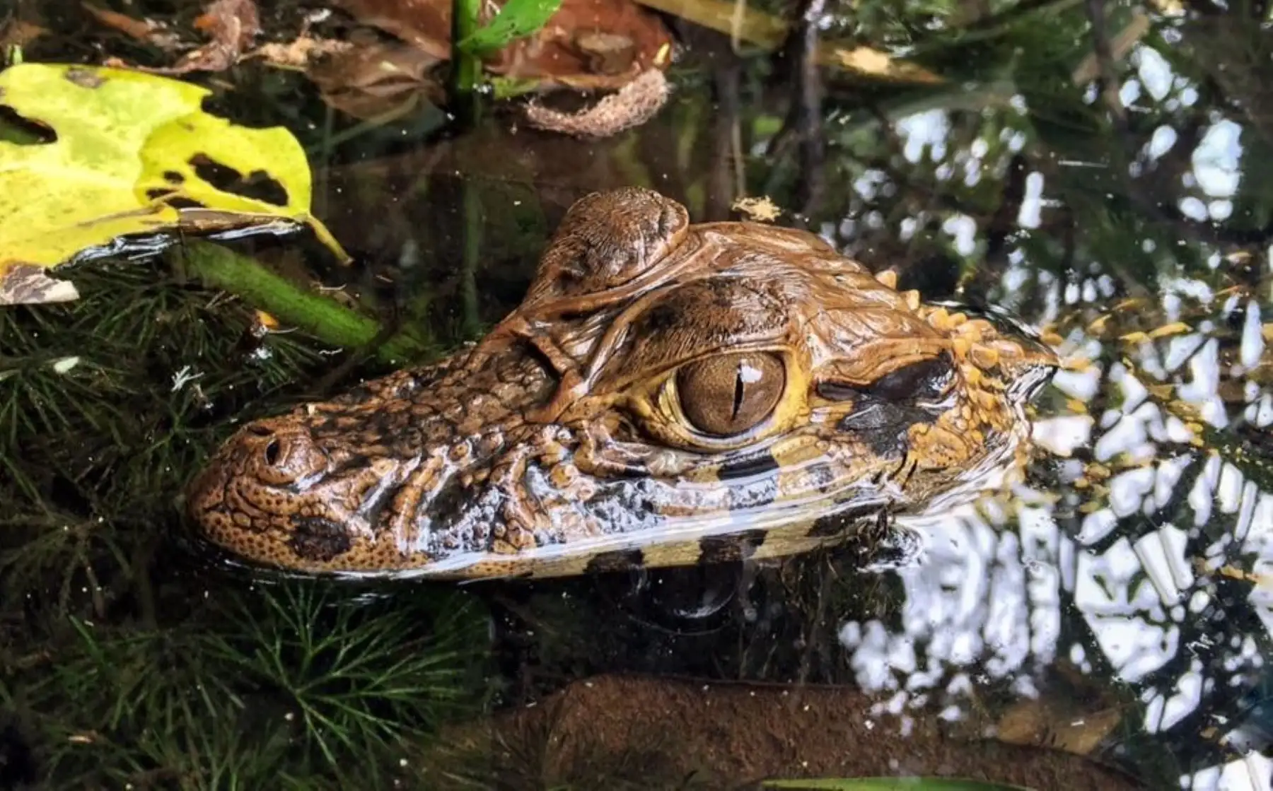 La Reserva Nacional Tambopata, ubicada en la región Madre de Dios, busca conservar la flora, la fauna y los procesos ecológicos de una muestra de la selva húmeda tropical. Foto: Facebook/Jair Mariche.
