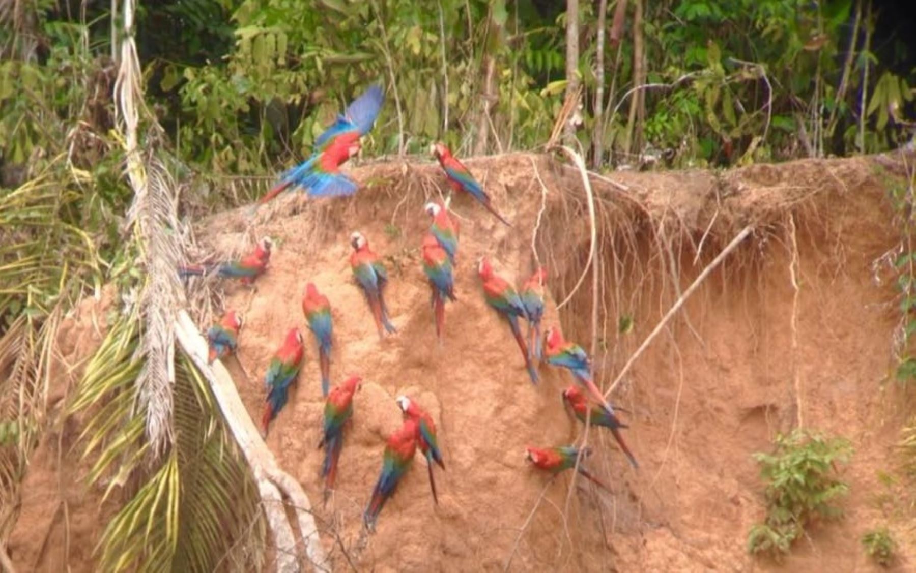 Los atractivos característicos de Tambopata son las colpas que se hallan en la orilla de los ríos reuniendo a cientos de aves (guacamayos, halcones y loros) ofreciendo un espectáculo de color y sonido espectacular. Foto: Facebook/Jaime Quispe Nina.