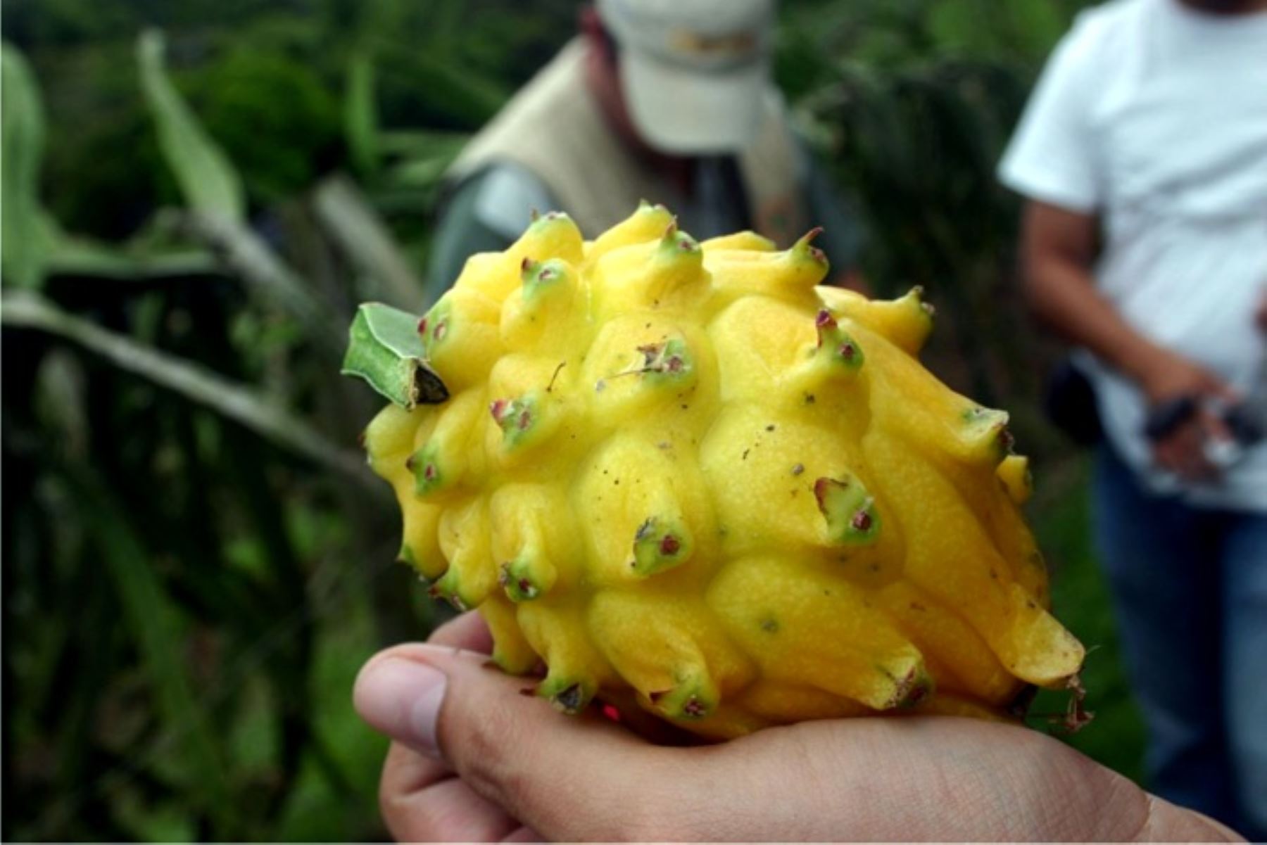 La pitahaya es uno de los frutos amazónicos de gran valor nutricional que ayudan a fortalecer el sistema inmune frente al coronavirus y otras enfermedades.