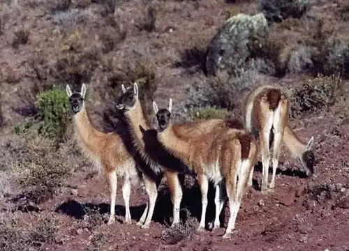 ANDINA/Difusión