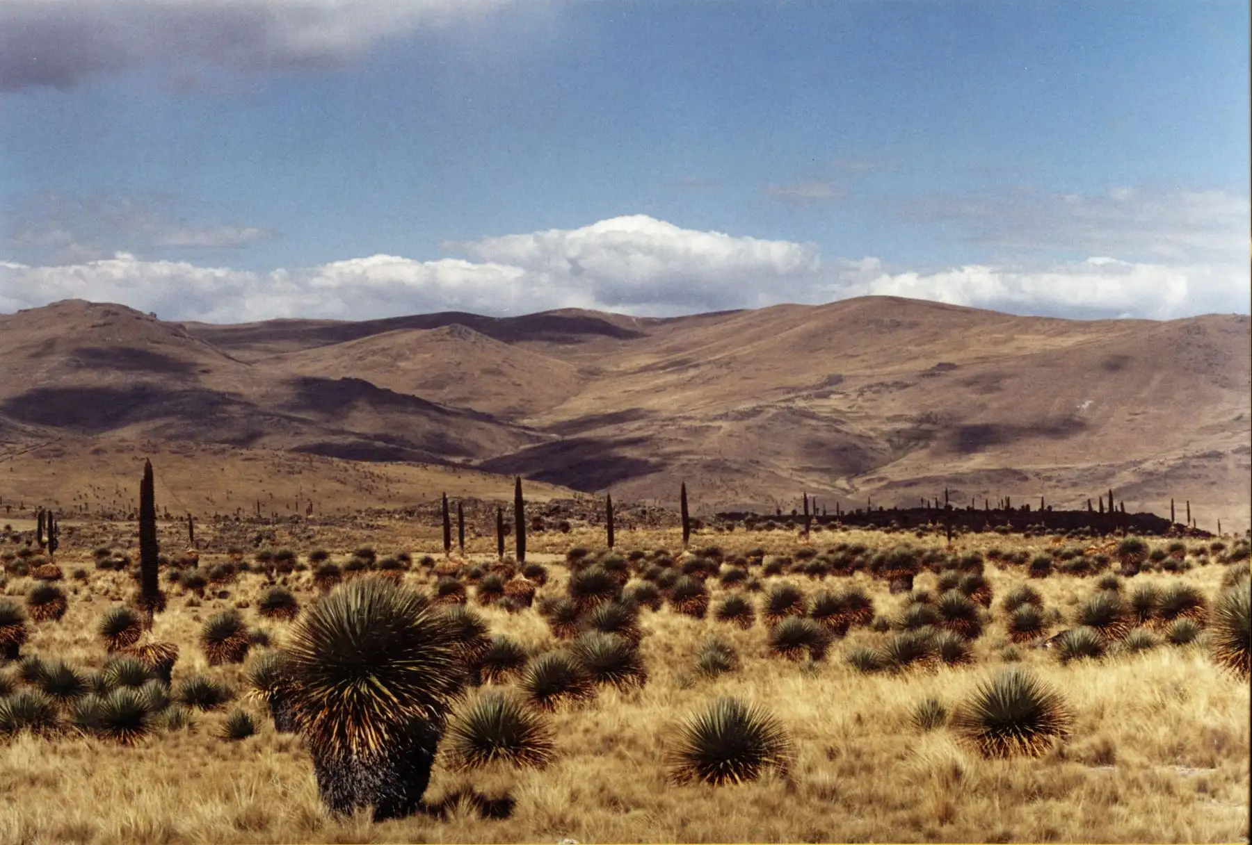 ANDINA/Difusión