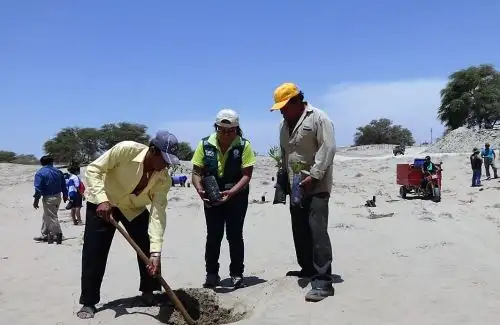 Comuneros siembran algarrobo en área degradada de bosque seco de Sechura. ANDINA/Difusión
