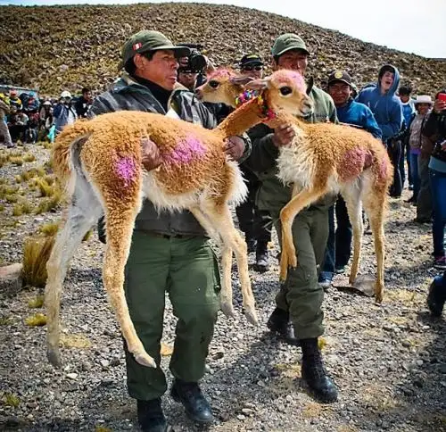 Conoce el protocolo sanitario que regula el manejo y esquila de la vicuña; y el manejo de la fauna silvestre, que aprobó el Ministerio de Agricultura. ANDINA/Difusión