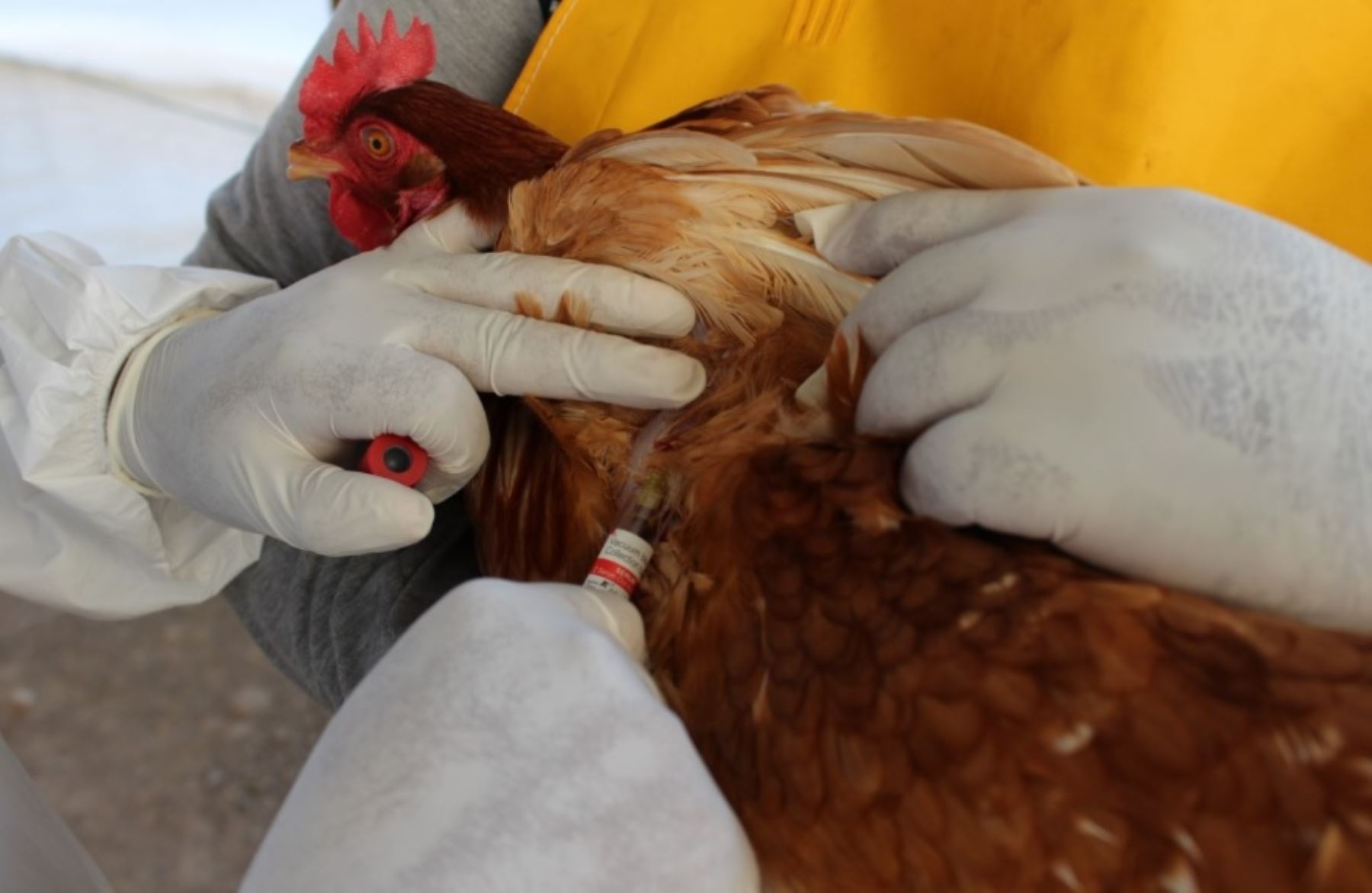 El Servicio Nacional de Sanidad Agraria (Senasa) de Moquegua continúa realizando la toma de muestras de sangre a la población de aves de crianza doméstica y comercial, con la finalidad de descartar la presencia de la influenza aviar, enfermedad aún no presente en el Perú.