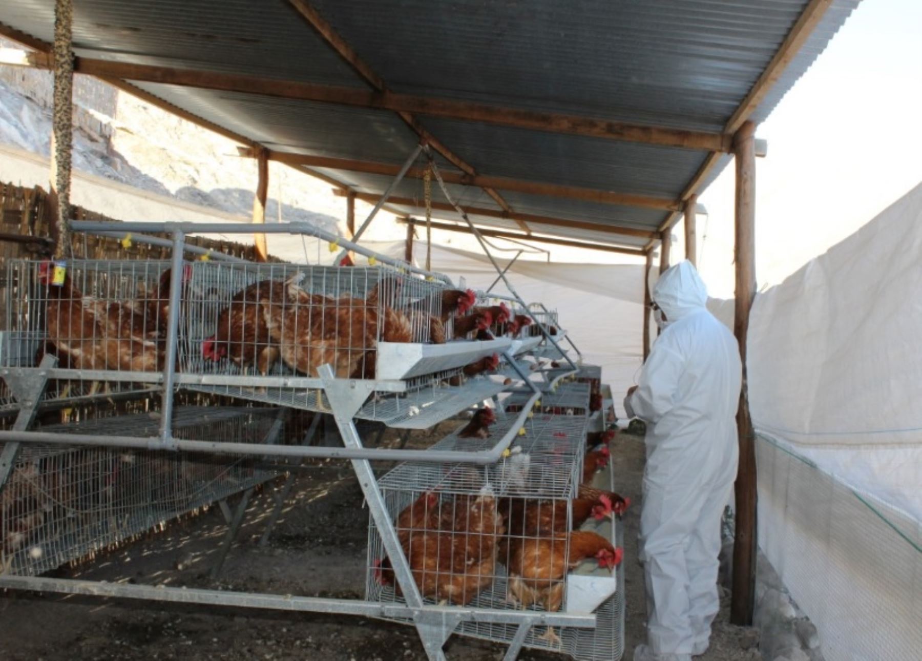 El Servicio Nacional de Sanidad Agraria (Senasa) de Moquegua continúa realizando la toma de muestras de sangre a la población de aves de crianza doméstica y comercial, con la finalidad de descartar la presencia de la influenza aviar, enfermedad aún no presente en el Perú.