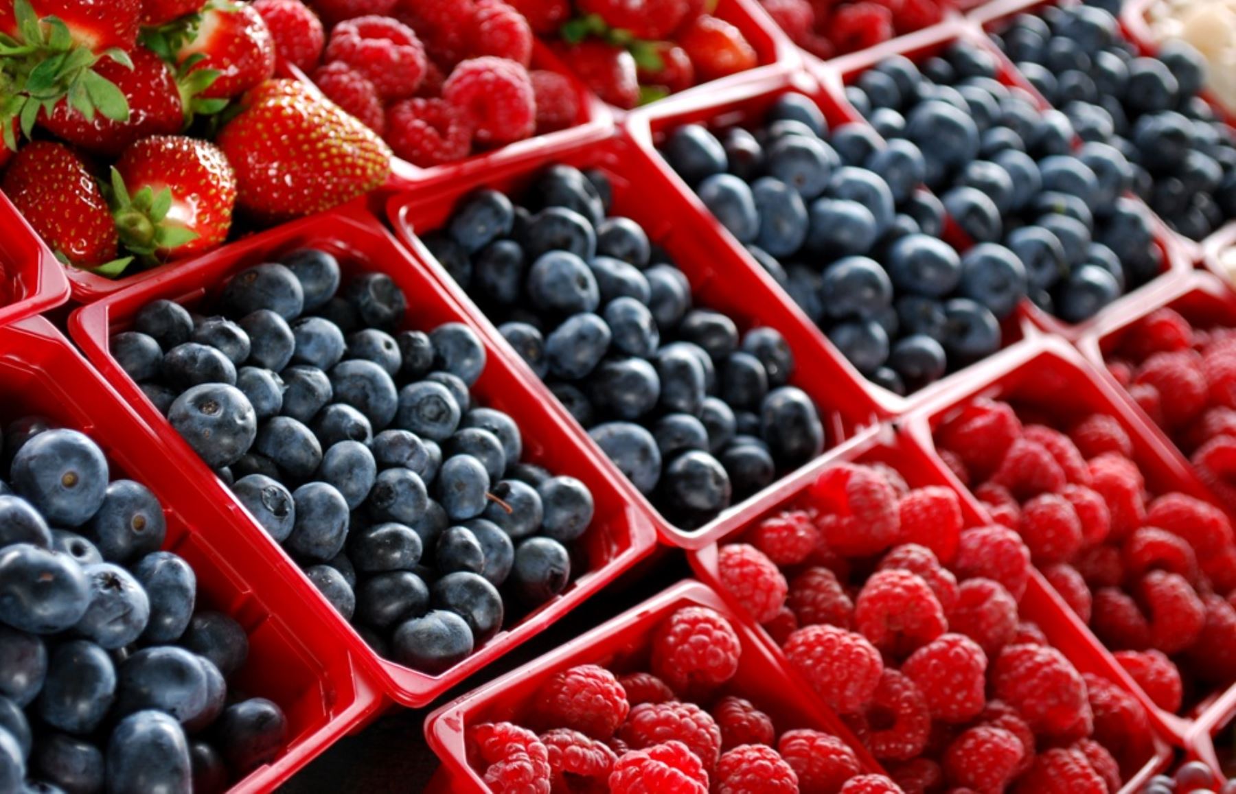Diferentes presentaciones de los berries. ANDINA/Difusión