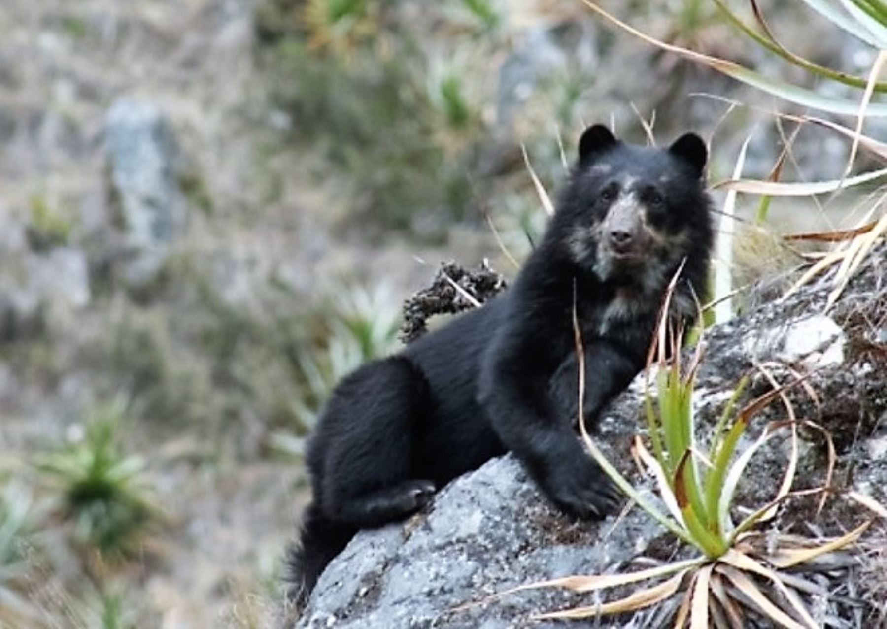 Sernanp capta imágenes de oso andino en Santuario Nacional de Megantoni, en Cusco. ANDINA/Archivo