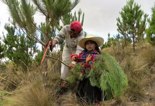 ANDINALa meta al 2021 es lograr un país con conciencia ambiental. ANDINA