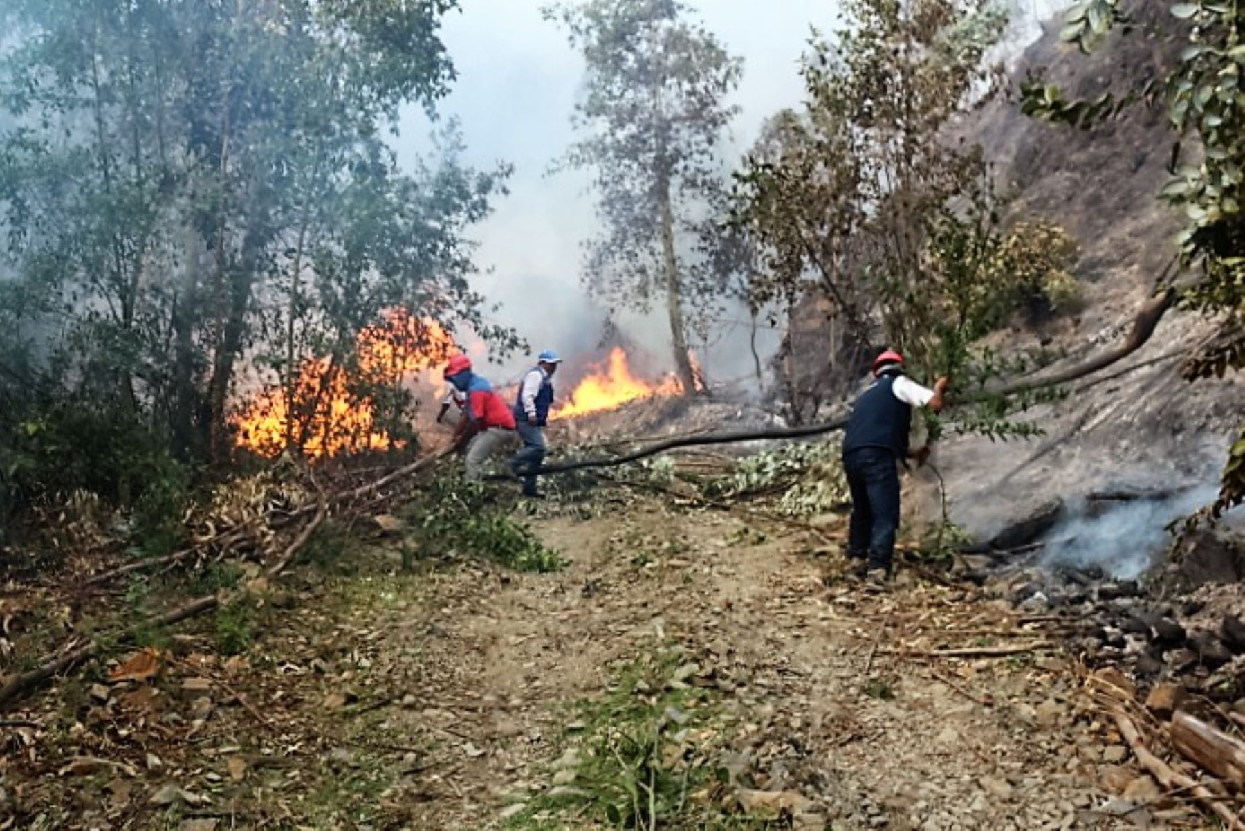 Bomberos, Policía Nacional, municipalidades distritales y comuneros realizan trabajos de extinción de los incendios forestales que se presentan en diversos puntos de las regiones Cajamarca, Ayacucho y Pasco, informó el Instituto Nacional de Defensa Civil (Indeci) y la Policía Nacional.ANDINA