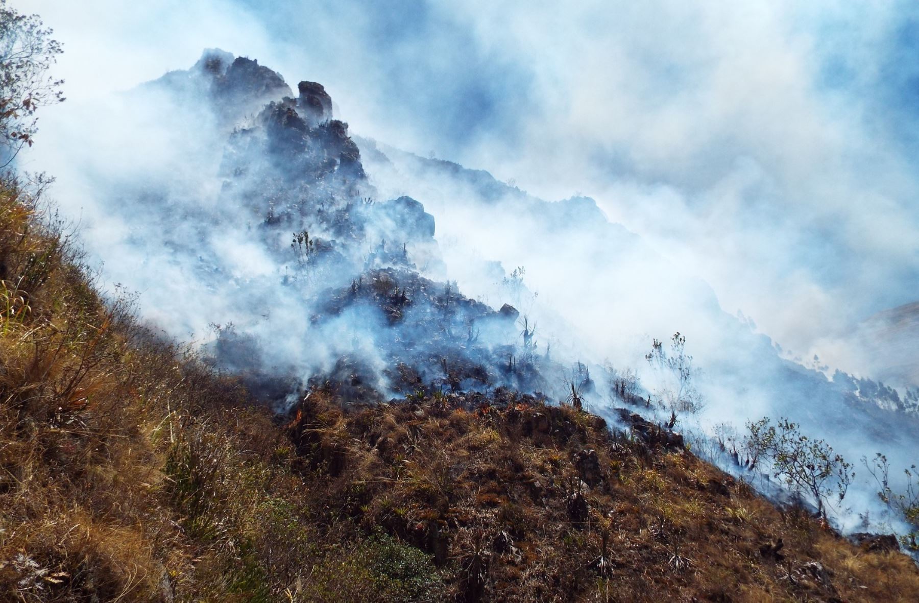 Incendio forestal afectó a zona boscosa de Cerro Negro, en Cajamarca.