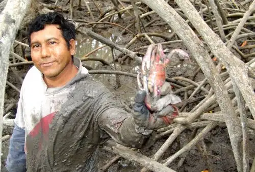 Las vedas permiten a las especies, como el cangrejo del manglar o cangrejo rojo, desarrollarse adecuadamente y alcanzar poblaciones que garanticen su supervivencia. ANDINA/archivo