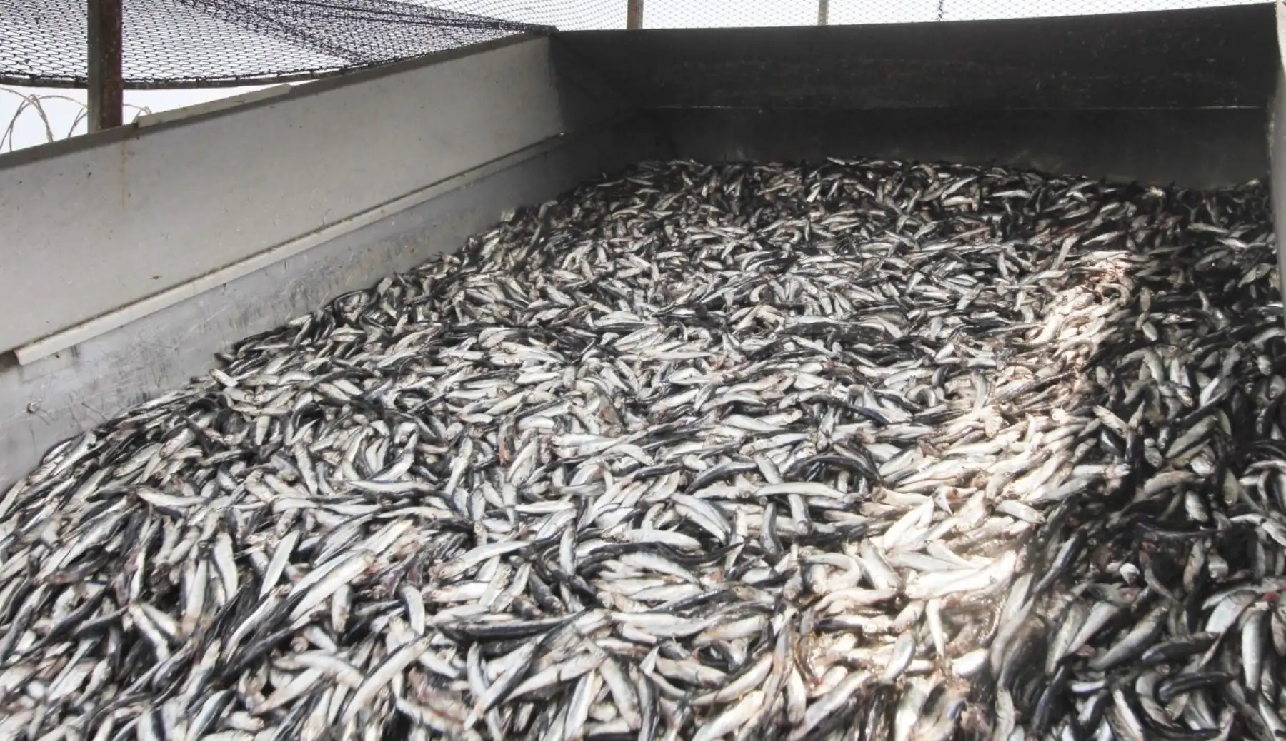 Anchoveta. Foto: ANDINA/Difusión