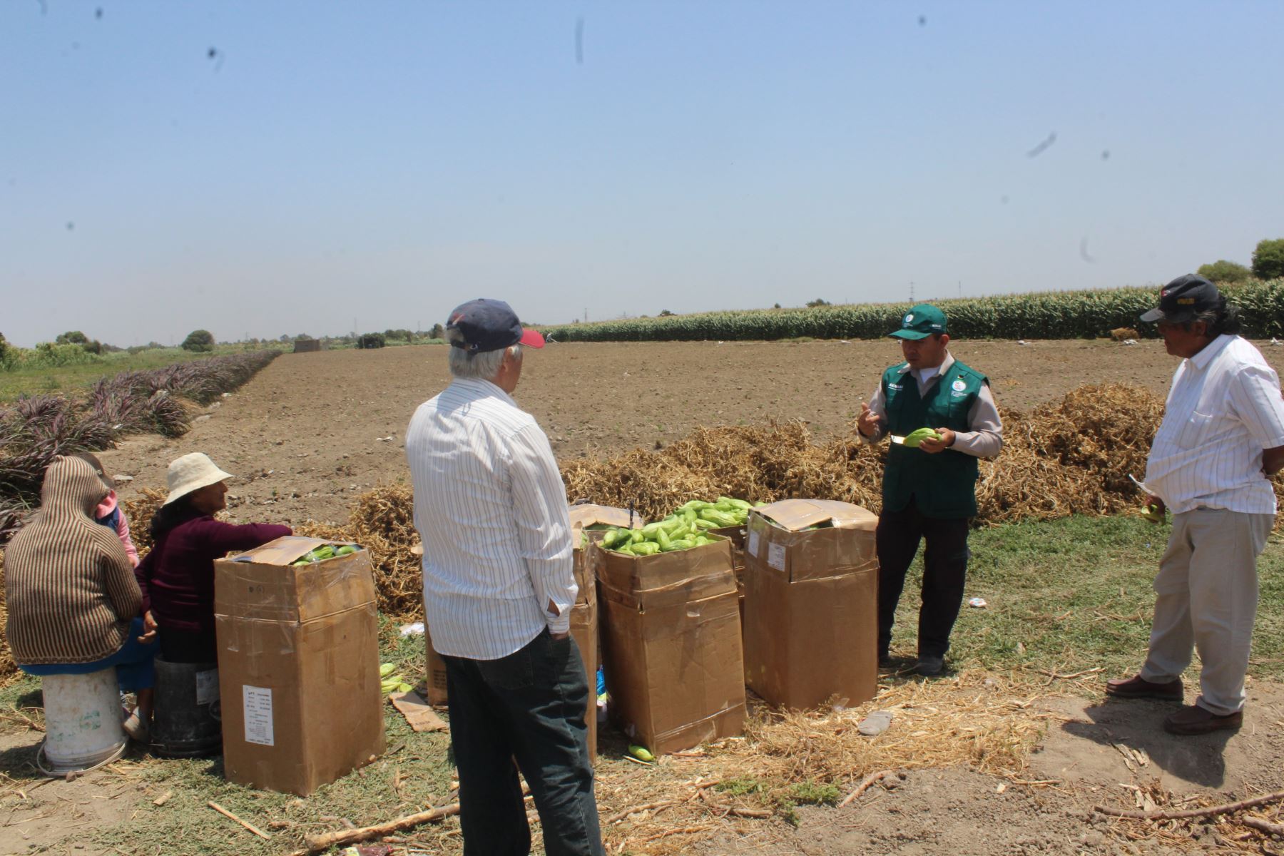 Especialistas del Senasa evaluan los cultivos de pepinillo, maíz, loche y caigua,