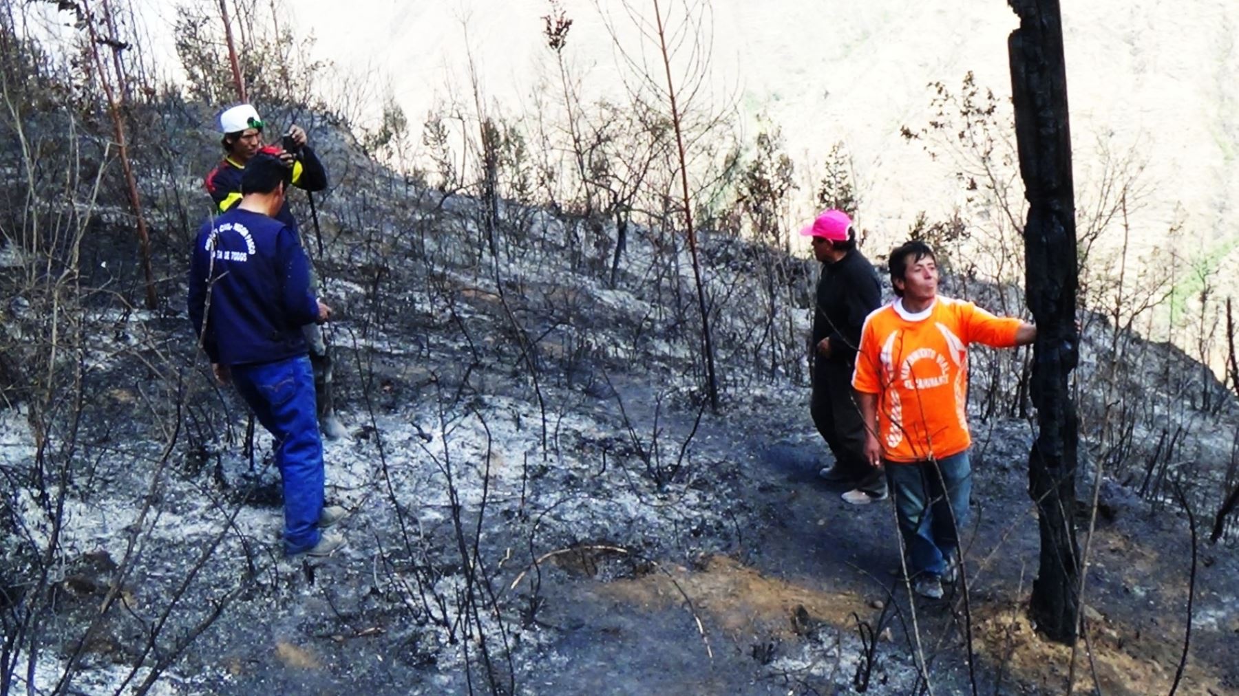 Fuego  destruyó ciento de hectáreas de eucalipto, quinientas hectáreas de pino y otras plantaciones.