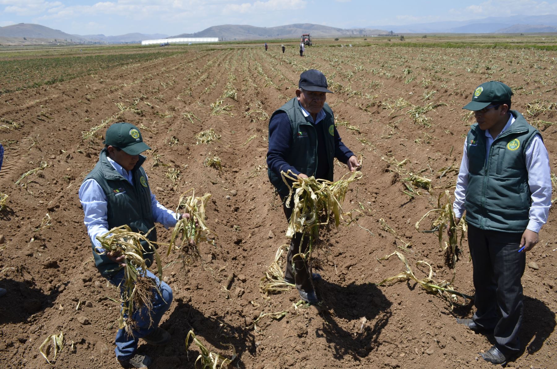 Agricultores de Junín adoptan medidas para combatir efectos de heladas. ANDINA/Archivo