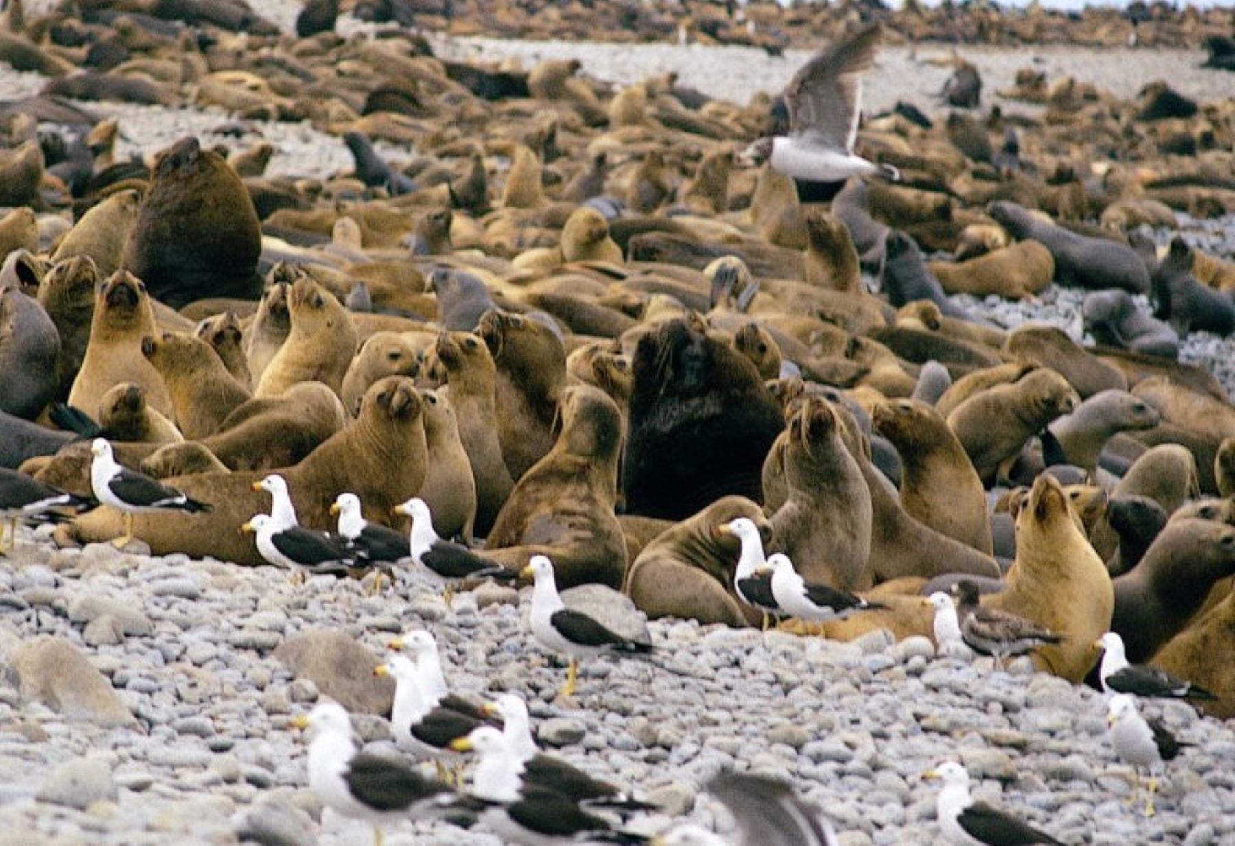 Pelícanos, piqueros, lobos marinos y otras especies forman parte de la fauna de las islas Ballestas, en Ica. ANDINA/archivo