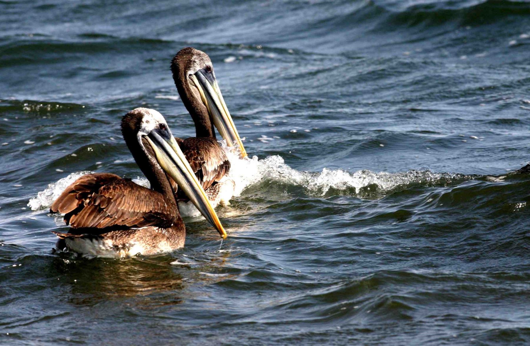 Los pelícanos son la única especie de aves marinas afectada por los casos de influenza aviar detectadas por el Senasa. Foto: ANDINA/archivo.