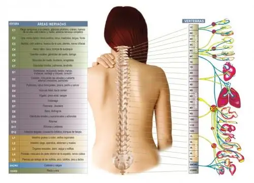 Males de la columna tienen origen genético.Foto. Internet