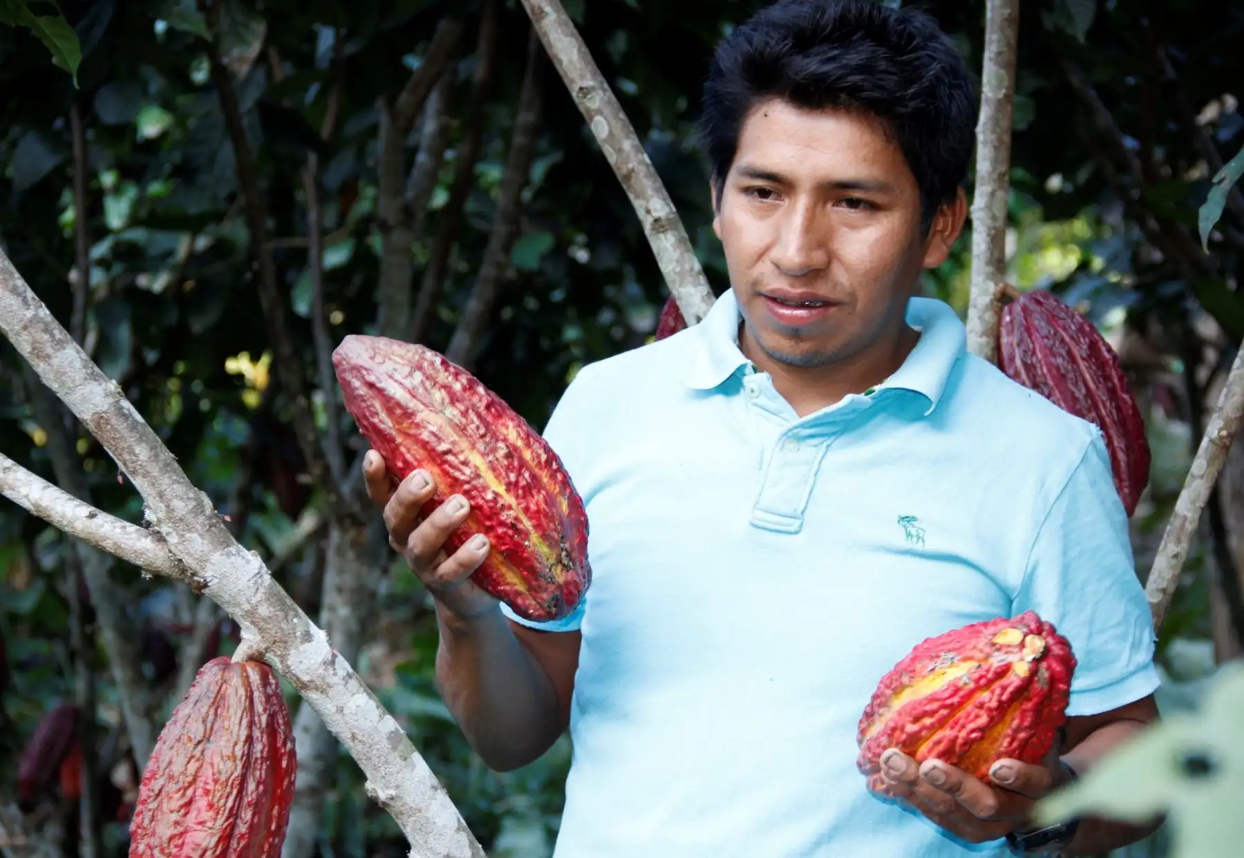 Instalan 120 hectáreas de cultivos de cacao en el distrito puneño de San Gabán. ANDINA