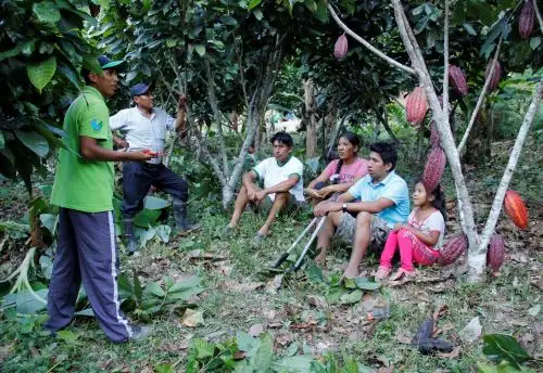 Instalan 120 hectáreas de cultivos de cacao en el distrito puneño de San Gabán. ANDINA