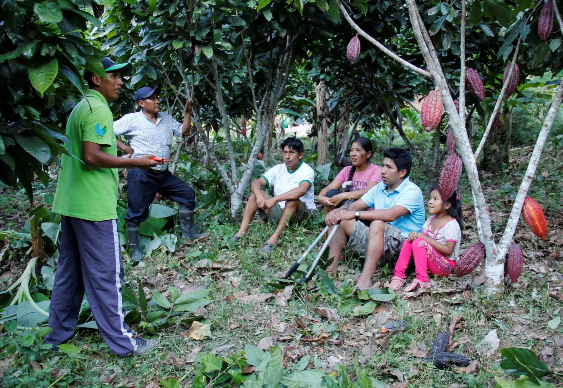 Instalan 120 hectáreas de cultivos de cacao en el distrito puneño de San Gabán. ANDINA
