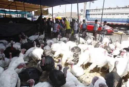 Demanda de aves crecerá en diciembre.