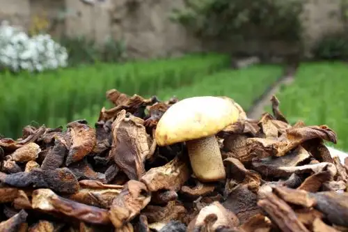 Lambayeque exportará a Alemania los cotizados hongos comestibles de Incahuasi . ANDINA/Archivo