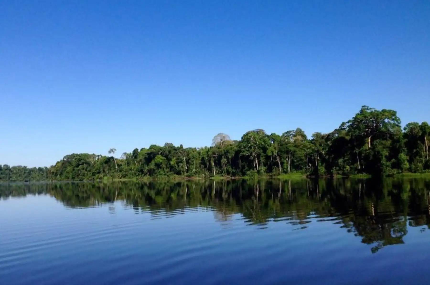 Lanzan campaña para preservar zona de amortiguamiento de Tambopata. ANDINA/Difusión