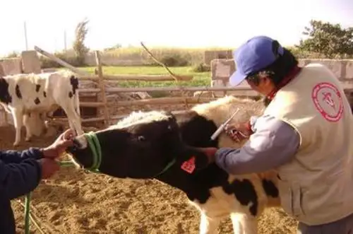 Un total de 262,623 bovinos han sido vacunados este año en todo el país por el Servicio Nacional de Sanidad Agraria (Senasa), contra el impacto de la "rabia herbívora", a fin de evitar que sean afectados por este virus a través de la mordedura de murciélagos.