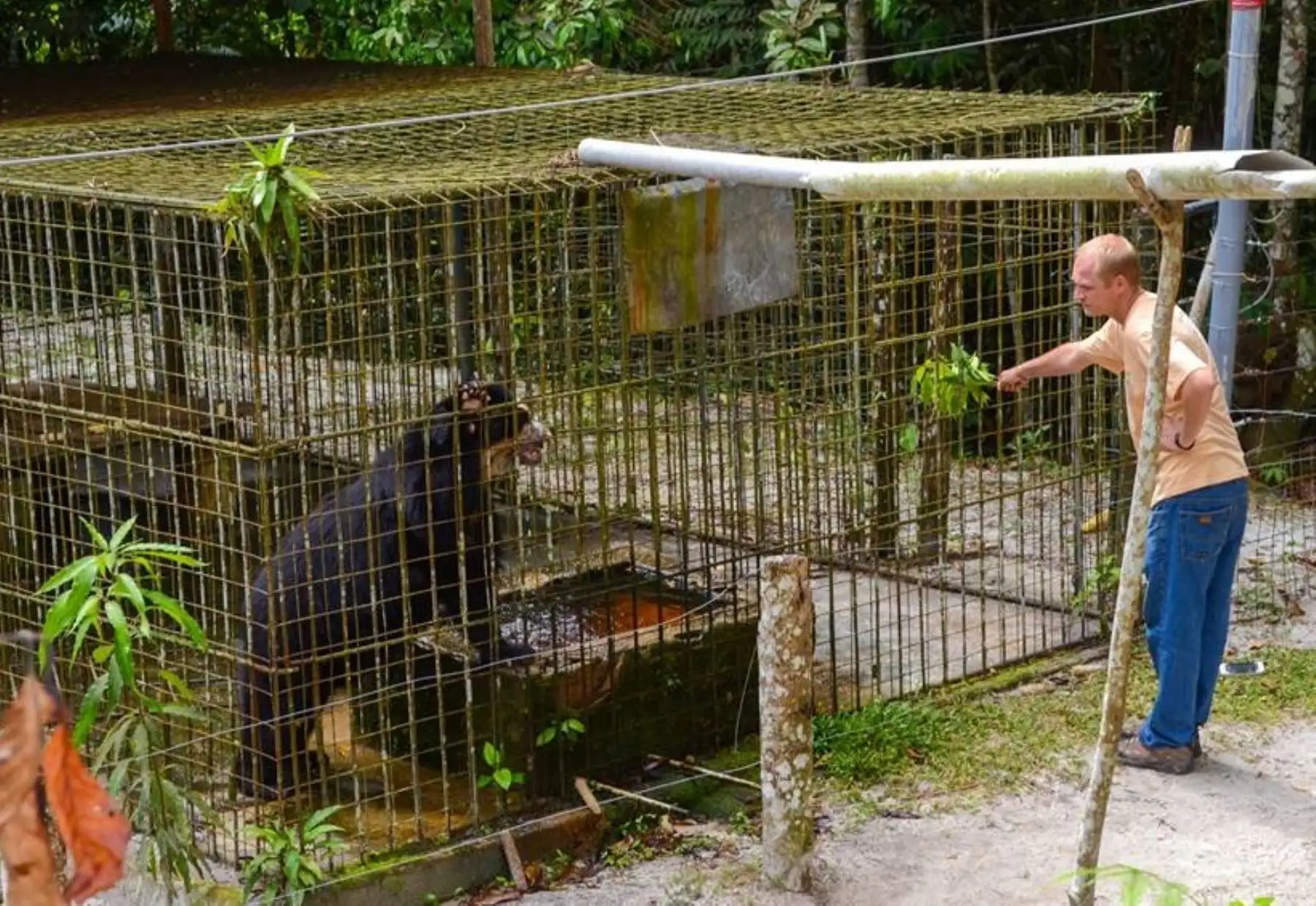 San Martín libera a ejemplar de oso de anteojos en la cordillera Escalera.Foto ANDINA